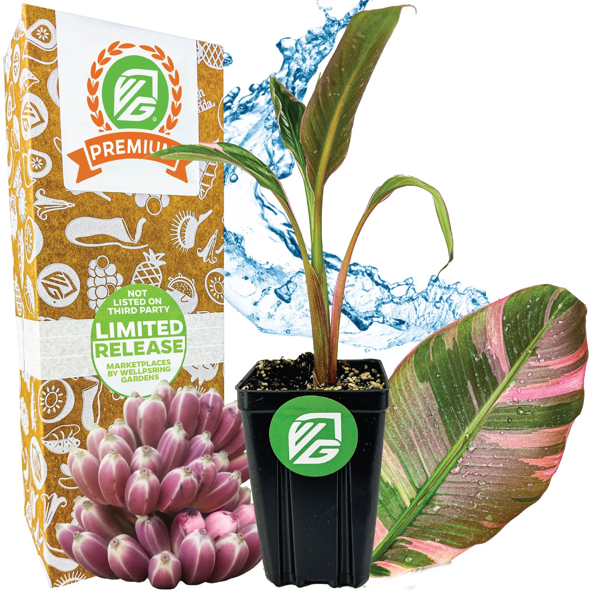 Musa NoNo Pink Variegated Banana - Musa 'Nono'