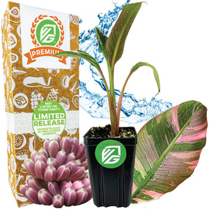 Musa NoNo Pink Variegated Banana - Musa 'Nono'