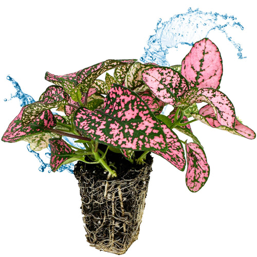 pot plant pink Polka dot plant | Ø 9cm | Hypoestes phyllostachya