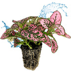 A Wellspring Gardens Polka Dot Plant – Hypoestes with pink and green speckled foliage, exposed roots, and water splashes in the background sits on a white surface.