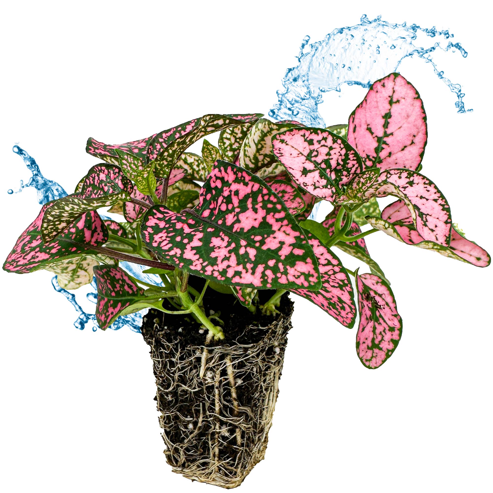 A Wellspring Gardens Polka Dot Plant – Hypoestes with pink and green speckled foliage, exposed roots, and water splashes in the background sits on a white surface.