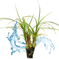 Wellspring Gardens' Ponytail Palm (Beaucarnia recurvata) features green, grass-like plants with visible roots, displayed on a white background and accented by a blue water splash.