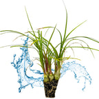 Wellspring Gardens' Ponytail Palm (Beaucarnia recurvata) features green, grass-like plants with visible roots, displayed on a white background and accented by a blue water splash.