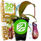 A Wellspring Gardens Rebecca Soper Pitcher Plant (Nepenthes ventricosa x gracillima) sits in a pot with a green circular logo before a "30 DAY GUARANTEE" box, with water splashes in the background.