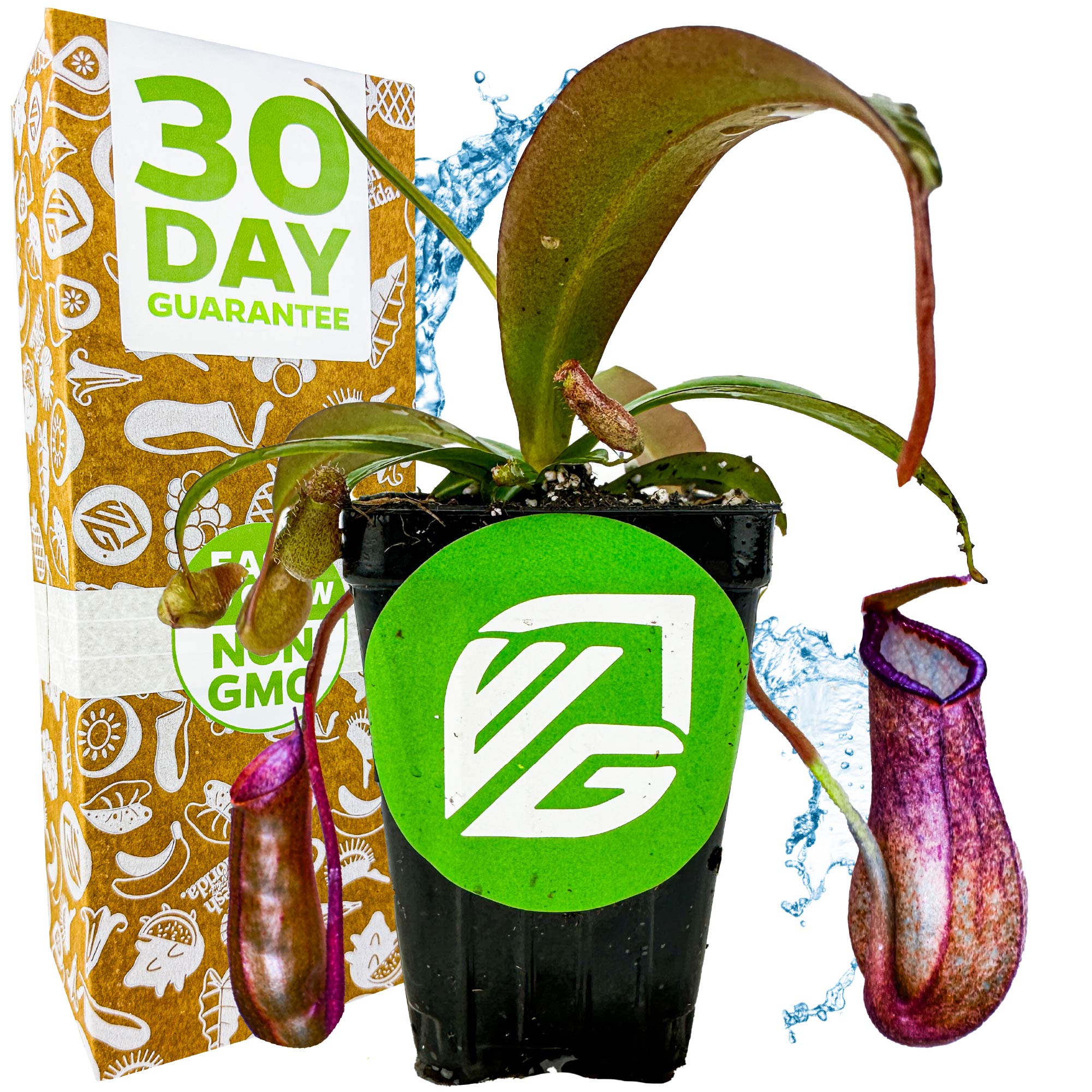 A Wellspring Gardens Rebecca Soper Pitcher Plant (Nepenthes ventricosa x gracillima) sits in a pot with a green circular logo before a "30 DAY GUARANTEE" box, with water splashes in the background.