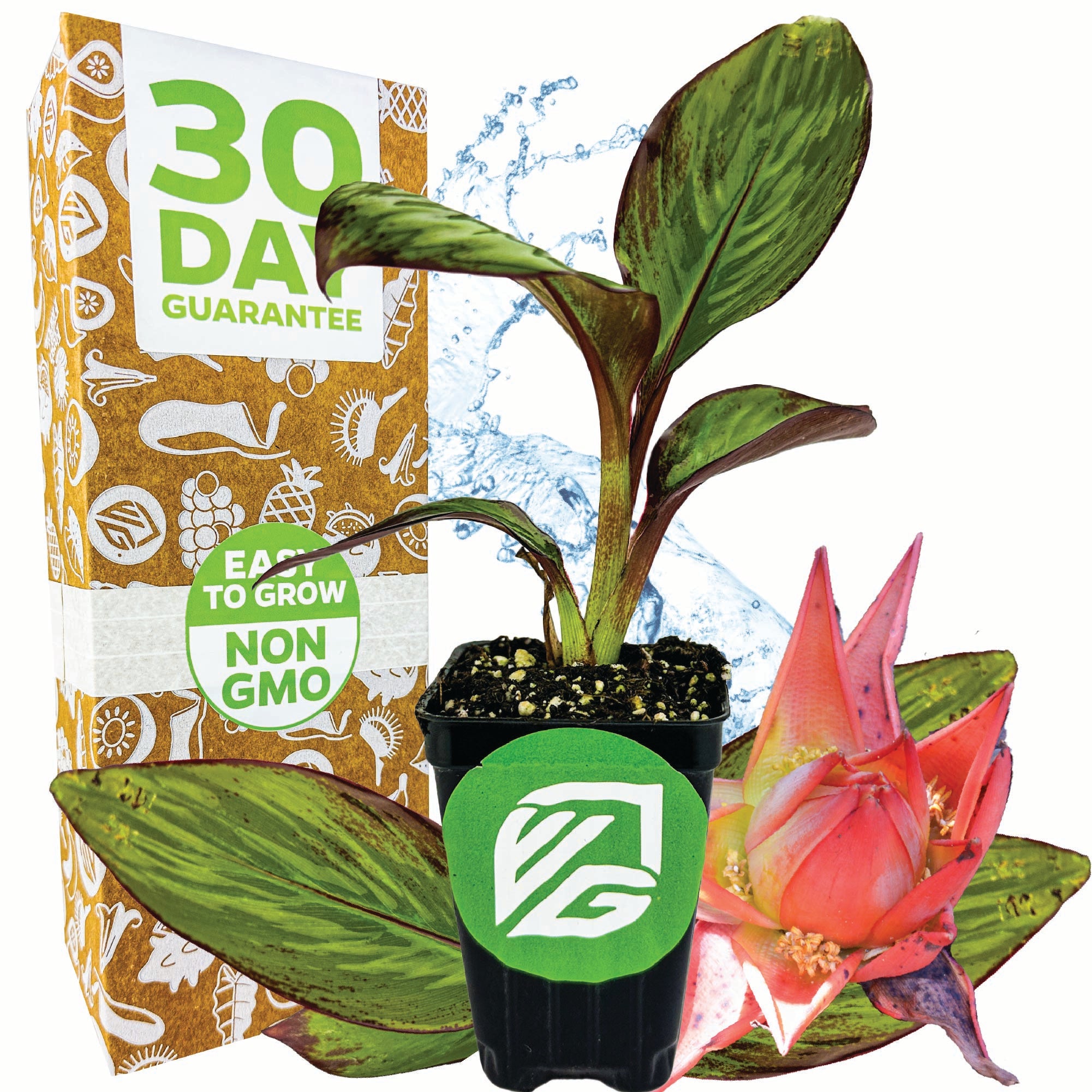 A Wellspring Gardens Red Abyssinian Banana (Ensete ventricosum Maurelii) with red and green leaves sits by a box labeled 30 Day Guarantee, Easy to Grow, Non GMO. Decorative leaves, a pink succulent, and water splashes accent the background.