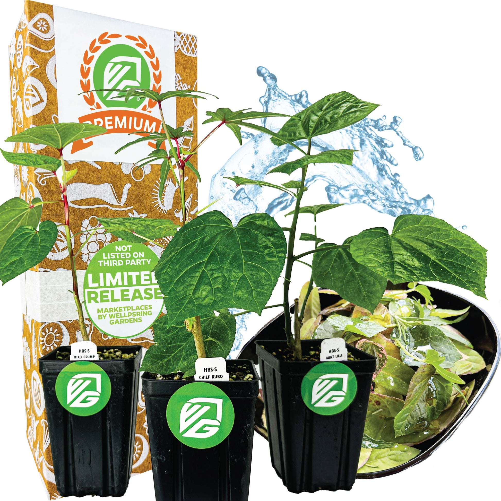 Premium Salad Tree Bundle: Kiko's Crump + Chief Kubo's + Auntie Lilli's - Abelmoschus (3/4-Quart Pot)