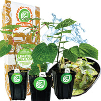 Premium Salad Tree Bundle: Kiko's Crump + Chief Kubo's + Auntie Lilli's - Abelmoschus (3/4-Quart Pot)