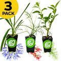 A 3 Pack bundle from Wellspring Gardens features Agapanthus, Firecracker, and Night Jasmine in black pots with green leaves, a green and white logo, and a yellow 3 Pack label. Colorful flowers are shown below each pot.
