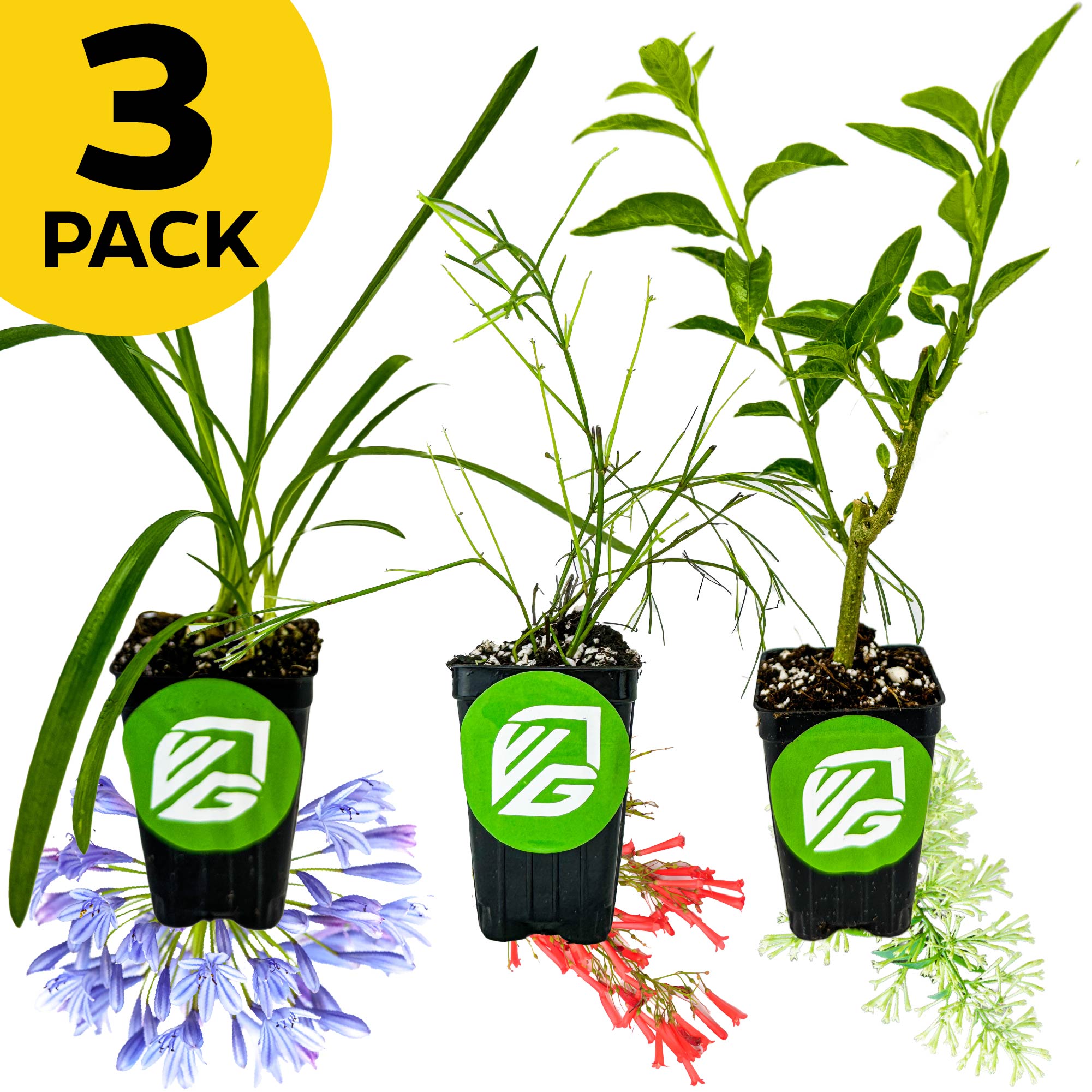 A 3 Pack bundle from Wellspring Gardens features Agapanthus, Firecracker, and Night Jasmine in black pots with green leaves, a green and white logo, and a yellow 3 Pack label. Colorful flowers are shown below each pot.