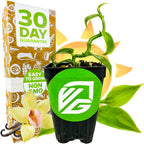 A small potted Sunshine State Vanilla Bean Orchid (Vanilla planifolia) by Wellspring Gardens sits before a colorful box labeled 30 Day Guarantee, Easy to Grow, and Non-GMO, with a background of leaves, a vanilla flower, and sun.