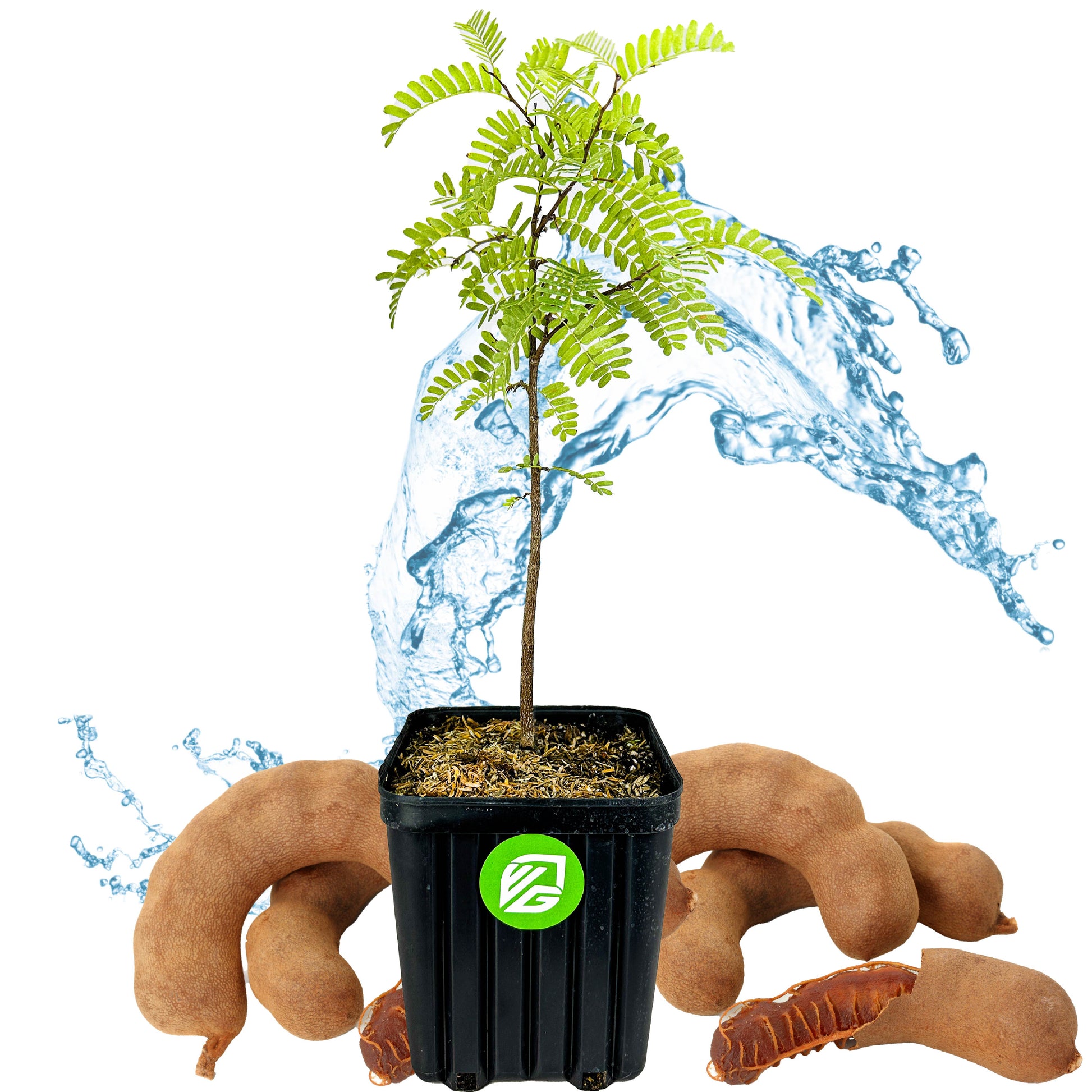 Tamarind Tree - Tamarindus indica (3/4-Gallon Pot)