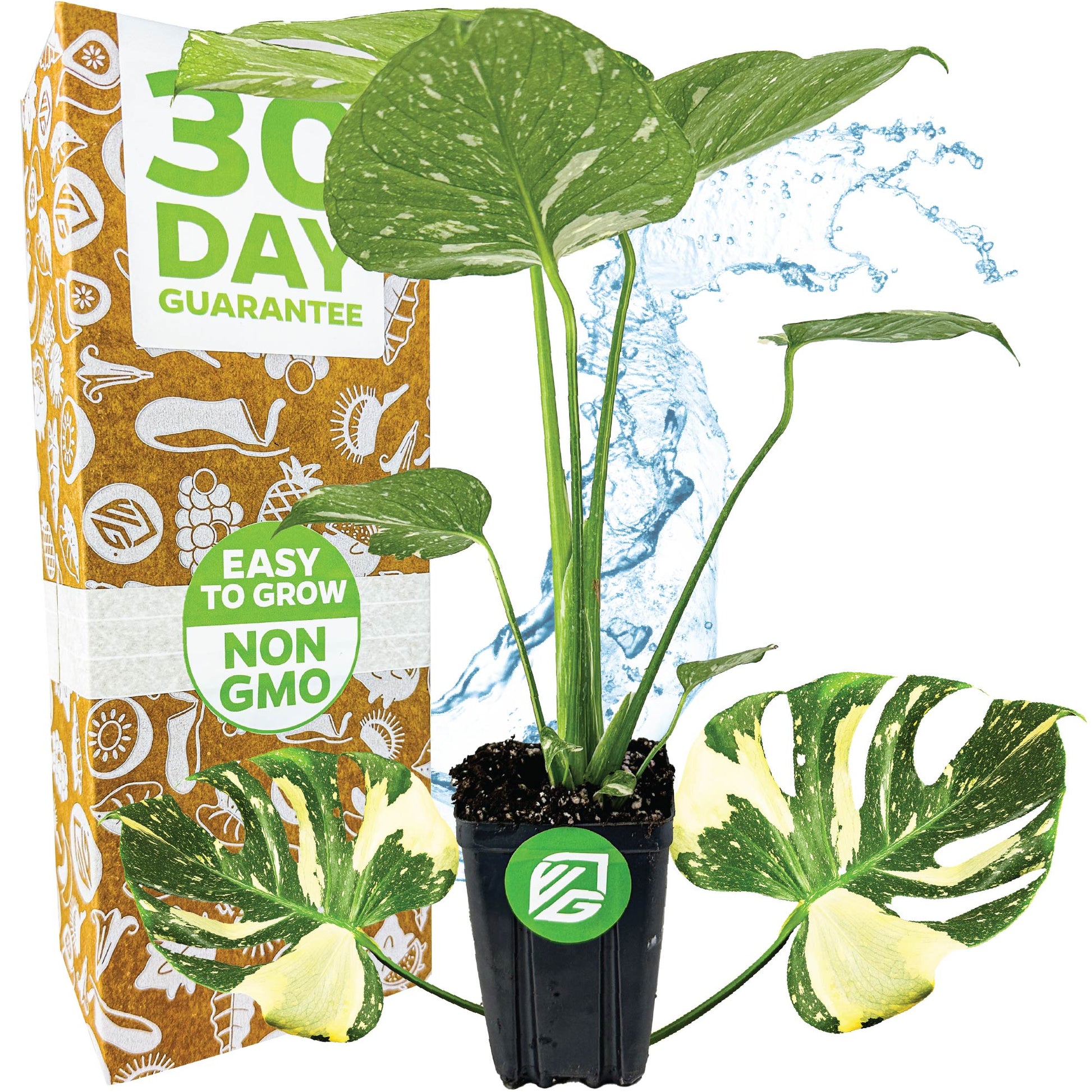 Thai Constellation Monstera Variegated - Premium 3/4-QT size - Monstera deliciosa