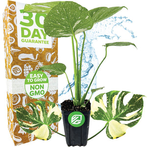 Thai Constellation Monstera Variegated - Premium 3/4-QT size - Monstera deliciosa