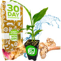 A Wellspring Gardens Galanga (Thai Ginger / Siamese Ginger) plant in a small pot is shown with fresh roots, water droplets, and a box reading 30 Day Guarantee, Easy to Grow, Non GMO—ideal for Thai cuisine fans.