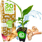 A Wellspring Gardens Galanga (Thai Ginger / Siamese Ginger) plant in a small pot is shown with fresh roots, water droplets, and a box reading 30 Day Guarantee, Easy to Grow, Non GMO—ideal for Thai cuisine fans.