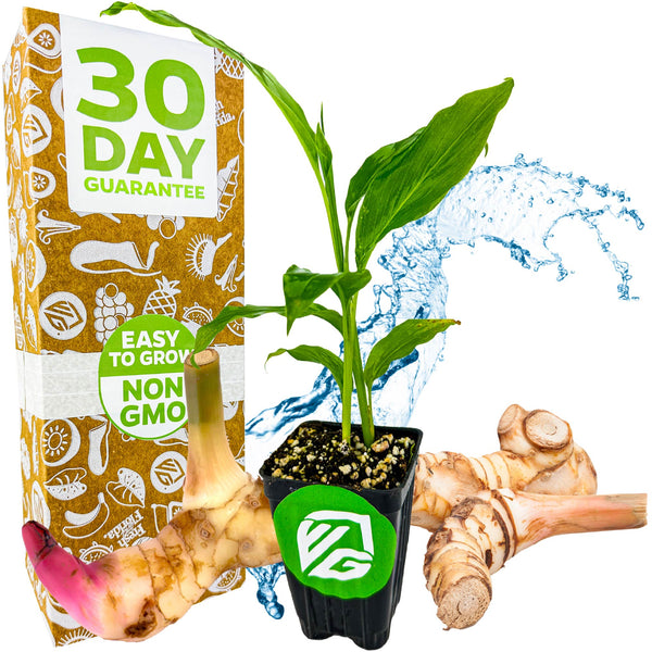 best fertilizer for ginger plants Galanga (Thai Ginger / Siamese Ginger)
