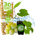 A cold-hardy Traminette Grape Vine (Gewürztraminer Hybrid) by Wellspring Gardens in a black pot with green grapes, water splash, and a box marked 30 Day Guarantee, Easy to Grow, Non GMO—perfect for home winemaking.