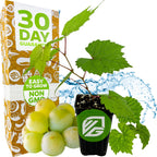 A cold-hardy Traminette Grape Vine (Gewürztraminer Hybrid) by Wellspring Gardens in a black pot with green grapes, water splash, and a box marked 30 Day Guarantee, Easy to Grow, Non GMO—perfect for home winemaking.
