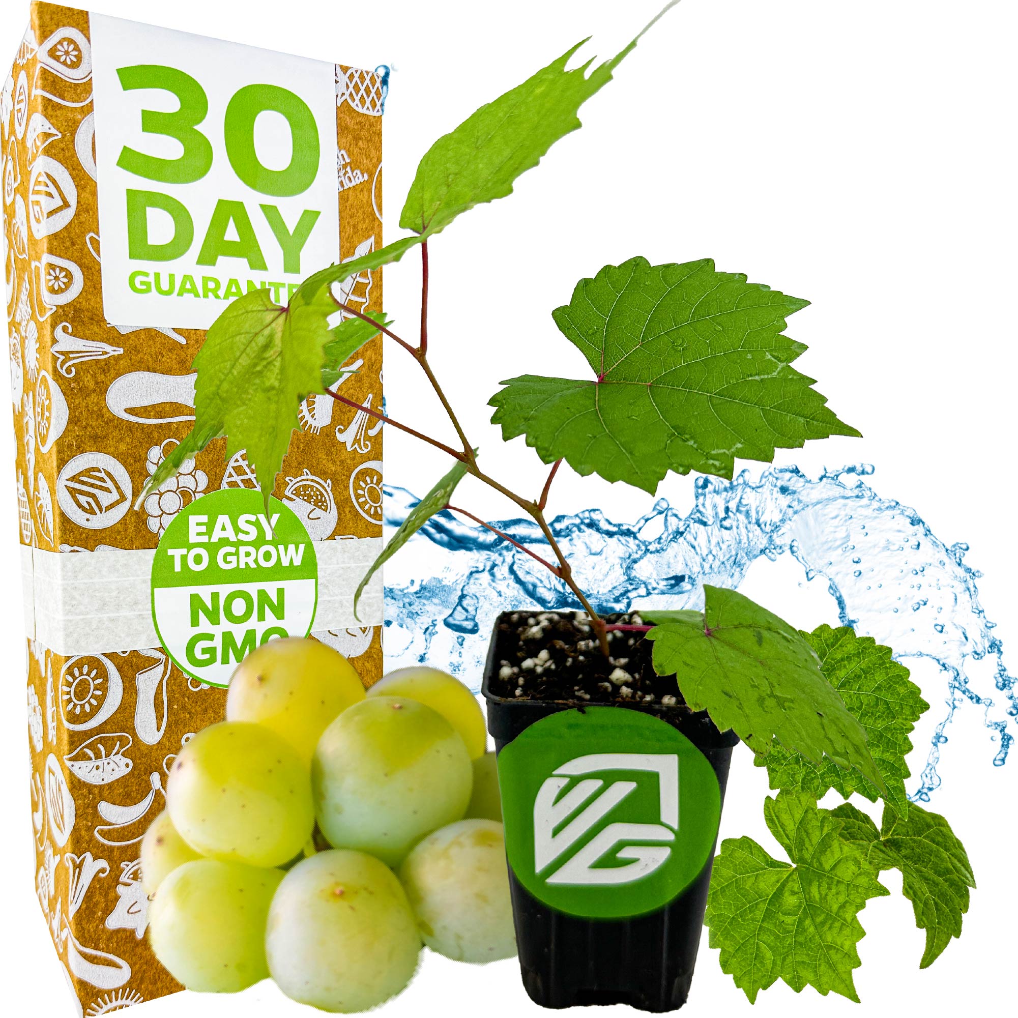 A cold-hardy Traminette Grape Vine (Gewürztraminer Hybrid) by Wellspring Gardens in a black pot with green grapes, water splash, and a box marked 30 Day Guarantee, Easy to Grow, Non GMO—perfect for home winemaking.