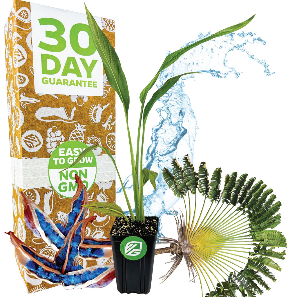 Traveler's Tree (Traveler's Palm) Premium 3/4-QT size - Ravenala madagascariensis