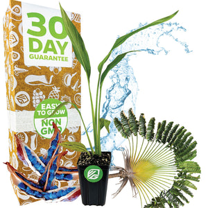 Traveler's Tree (Traveler's Palm) Premium 3/4-QT size - Ravenala madagascariensis