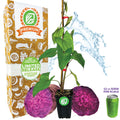 Wednesday Plant Drop: Ube 'Purple Yam' Plant - Dioscorea alata (1-quart pot, Premium)