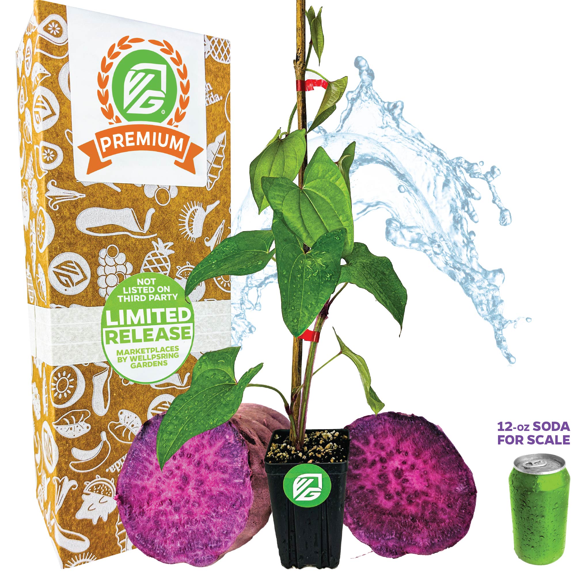 Wednesday Plant Drop: Ube 'Purple Yam' Plant - Dioscorea alata (1-quart pot, Premium)