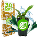 A small potted Silver Elkhorn Staghorn Fern (Platycerium veitchii) from Wellspring Gardens sits before a 30 Day Guarantee box featuring a green logo, with EASY TO GROW and NON GMO icons, plus water splashing graphics.