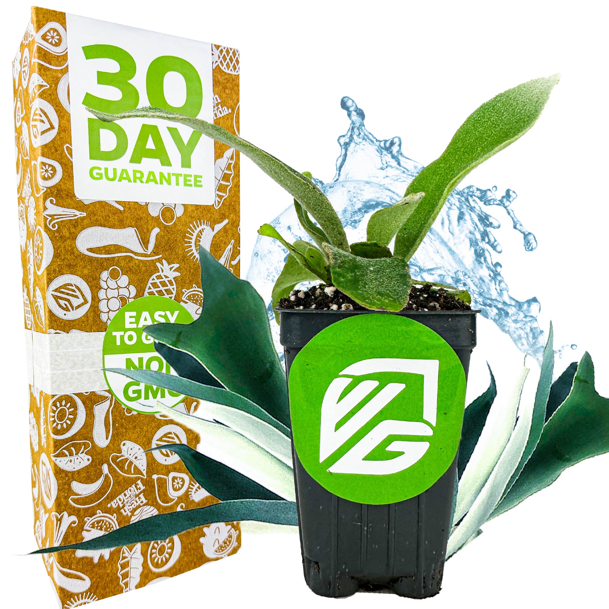 A small potted Silver Elkhorn Staghorn Fern (Platycerium veitchii) from Wellspring Gardens sits before a 30 Day Guarantee box featuring a green logo, with EASY TO GROW and NON GMO icons, plus water splashing graphics.