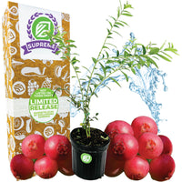 Supreme-sized Pink Lemonade Blueberry (Rabbiteye)- Vaccinium