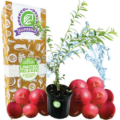 Supreme-sized Pink Lemonade Blueberry (Rabbiteye)- Vaccinium