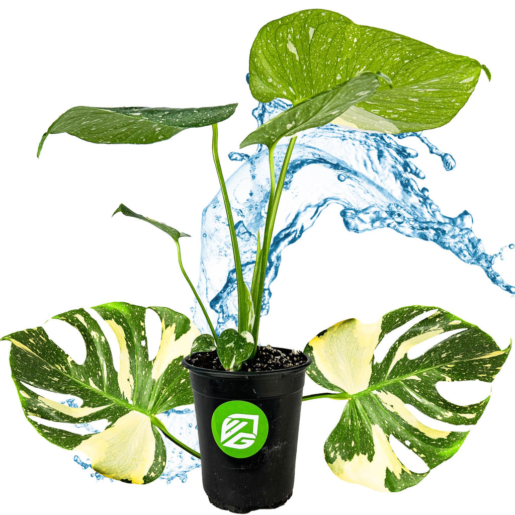 Thai Constellation Monstera Variegated - Monstera deliciosa (1-Pint Pot)