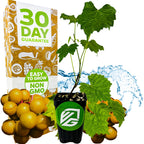 A potted Welder Muscadine Grape (Vitis rotundifolia) from Wellspring Gardens with green leaves is shown before a box labeled 30 Day Guarantee, Easy to Grow, Non GMO, surrounded by fresh yellow grapes and a splash of water.