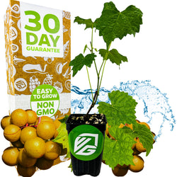 A potted Welder Muscadine Grape (Vitis rotundifolia) from Wellspring Gardens with green leaves is shown before a box labeled 30 Day Guarantee, Easy to Grow, Non GMO, surrounded by fresh yellow grapes and a splash of water.