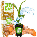 A Wellspring Gardens Yellow Turmeric Ginger (Curcuma longa) plant in a small pot sits among edible turmeric roots, with a "30 Day Guarantee" and "Easy to Grow Non GMO" box, plus a water splash backdrop.