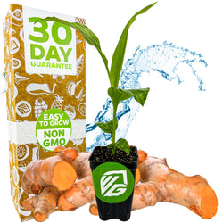 A Wellspring Gardens Yellow Turmeric Ginger (Curcuma longa) plant in a small pot sits among edible turmeric roots, with a "30 Day Guarantee" and "Easy to Grow Non GMO" box, plus a water splash backdrop.
