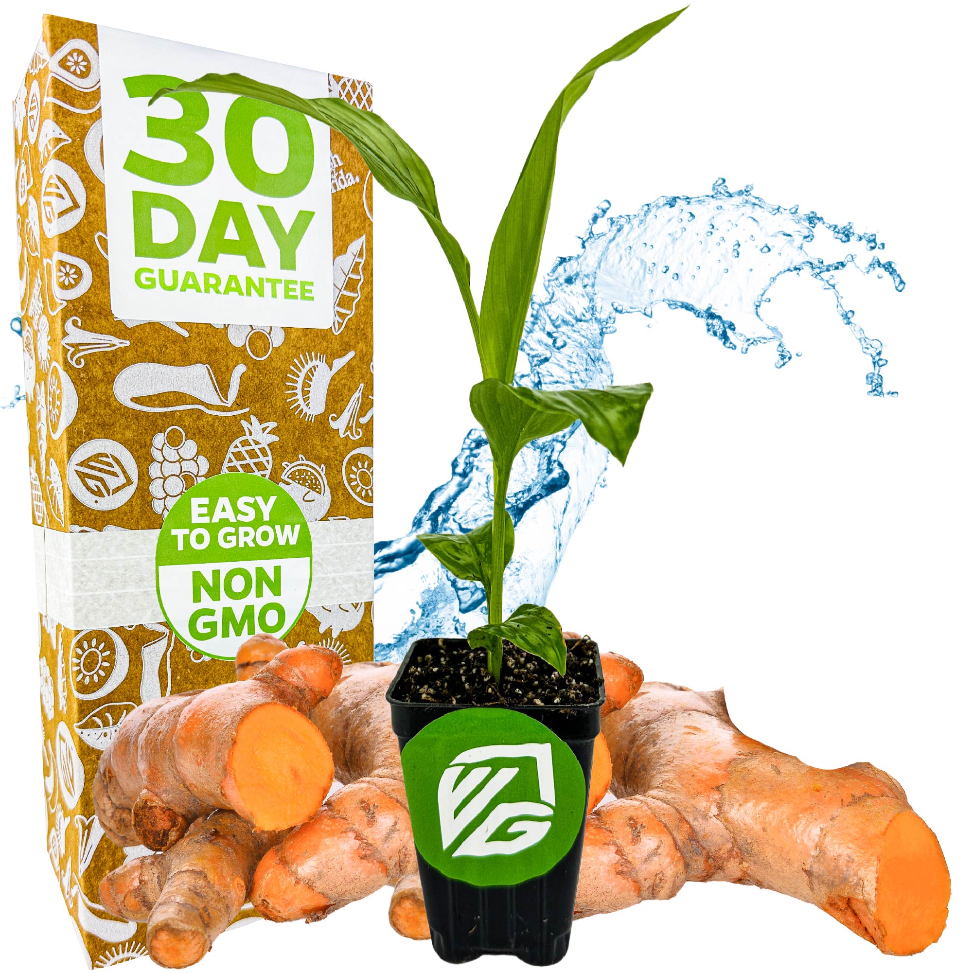 A Wellspring Gardens Yellow Turmeric Ginger (Curcuma longa) plant in a small pot sits among edible turmeric roots, with a "30 Day Guarantee" and "Easy to Grow Non GMO" box, plus a water splash backdrop.