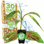 A Wellspring Gardens Zebrina Rojo Banana (Musa acuminata) with vivid green and red leaves sits near a “30 Day Guarantee” box. The pot’s badge states “Easy to Grow, Non-GMO”—a perfect container plant highlighted by a splash of water.