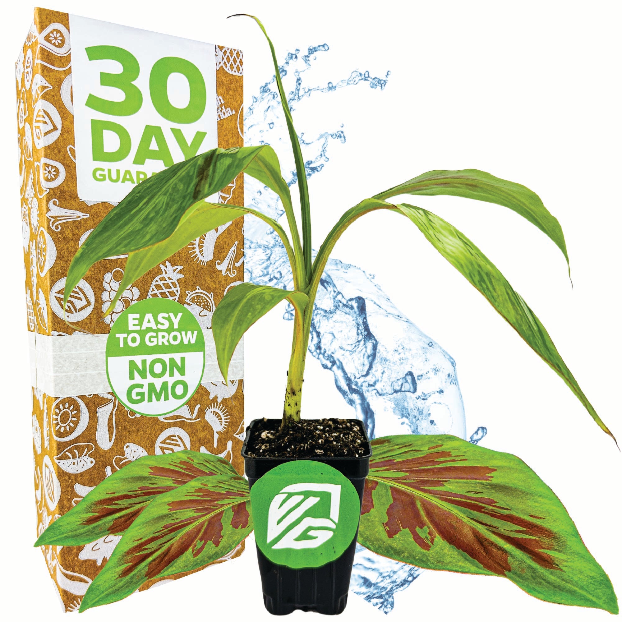 A Wellspring Gardens Zebrina Rojo Banana (Musa acuminata) with vivid green and red leaves sits near a “30 Day Guarantee” box. The pot’s badge states “Easy to Grow, Non-GMO”—a perfect container plant highlighted by a splash of water.