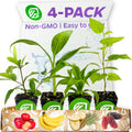 Food Forest Foundations Bundle (4): Banana, Mulberry, Pineapple & Tropical Cherry