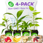Food Forest Foundations Bundle (4): Banana, Mulberry, Pineapple & Tropical Cherry