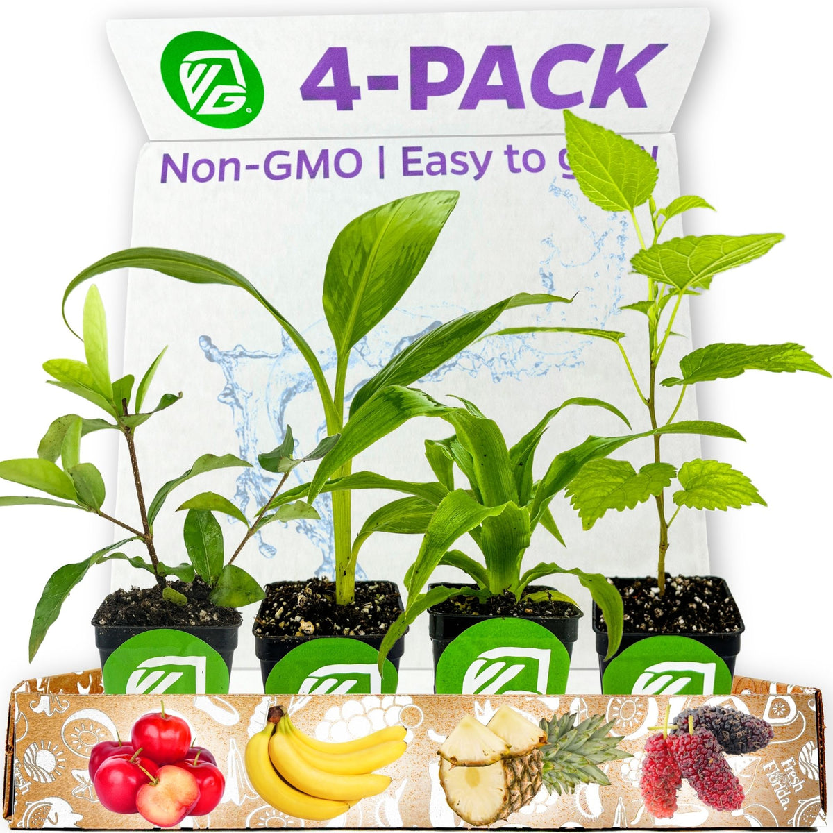 Food Forest Foundations Bundle (4): Banana, Mulberry, Pineapple & Tropical Cherry