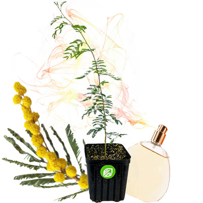 Sweet Acacia - Vachellia farnesiana (Supreme Size)