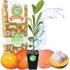 A Wellspring Gardens African Imbe Mangosteen (Garcinia livingstonei) in a small pot sits before packaging, surrounded by whole and halved antioxidant-rich fruits with a water splash backdrop—a rare, striking display.