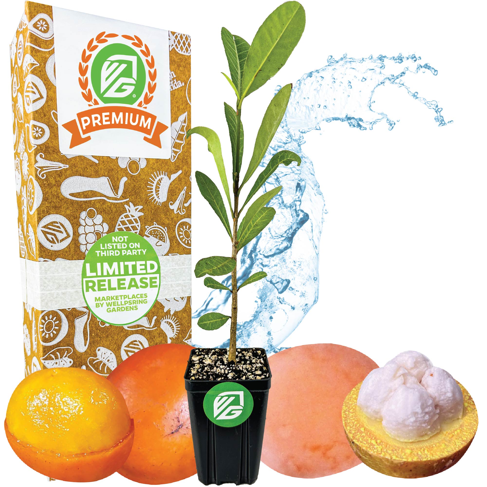 A Wellspring Gardens African Imbe Mangosteen (Garcinia livingstonei) in a small pot sits before packaging, surrounded by whole and halved antioxidant-rich fruits with a water splash backdrop—a rare, striking display.