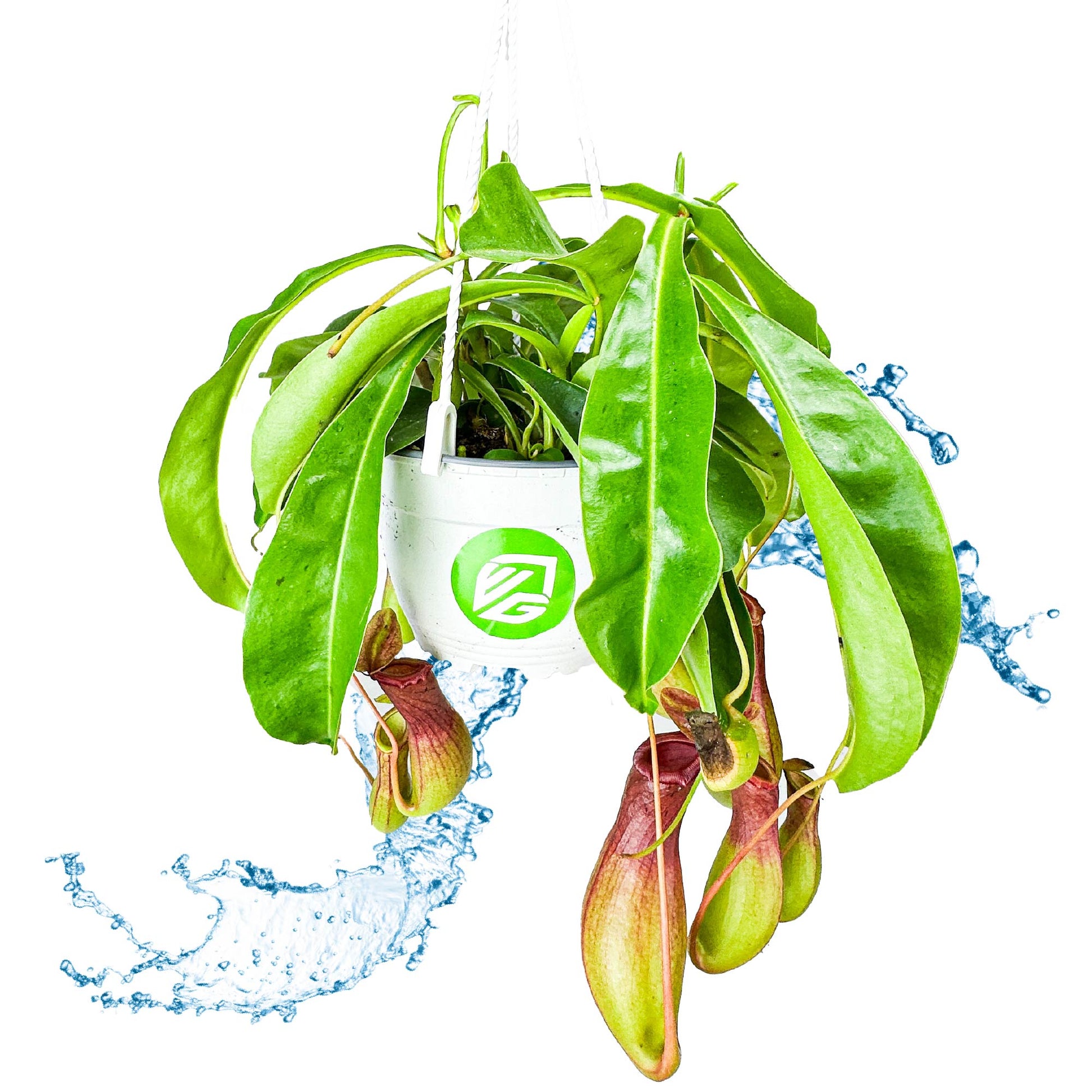 Mature Nepenthes Alata in a hanging basket