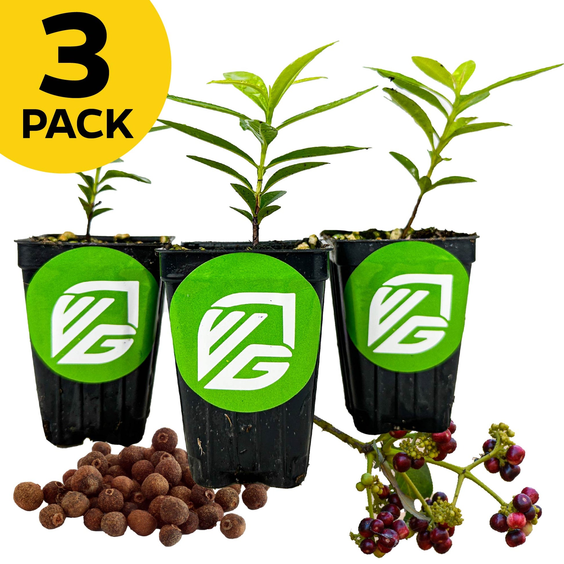 Multi-pack (3) of Allspice Trees - Pimenta dioica