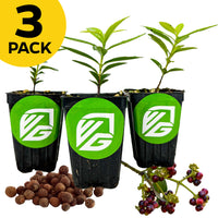Bundle (3) of Allspice Trees - Pimenta dioica