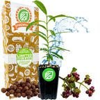 A potted Allspice Tree (Pimenta dioica) with an MG logo, water splash, brown clay pellets, small purple Jamaica pepper berries, and a decorative Premium Limited Release box featuring green and orange designs.
